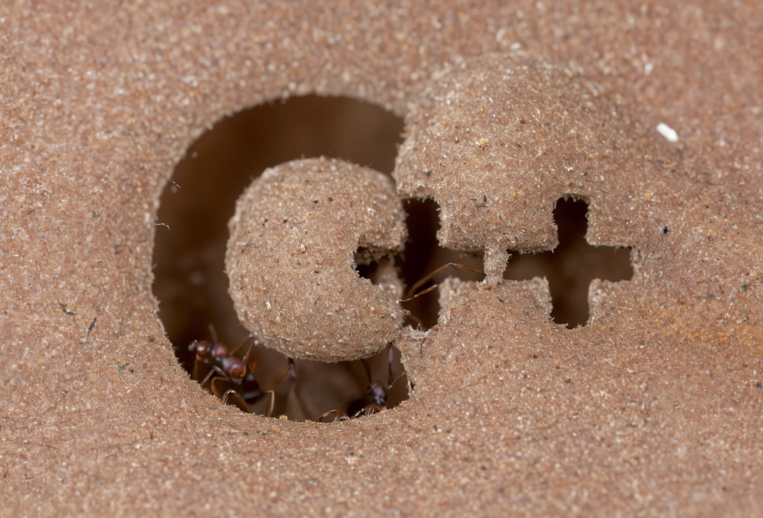 an ant nest shaped like the C++ logo